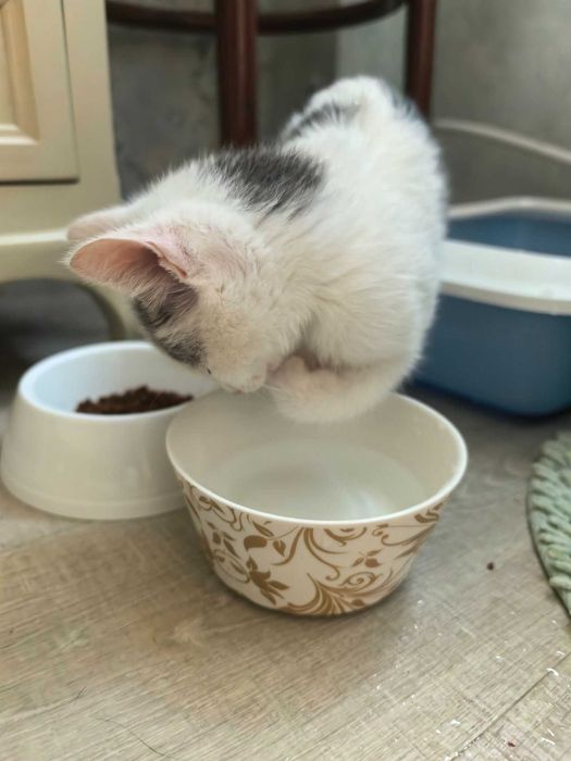 Подарявам мъжко котенце
