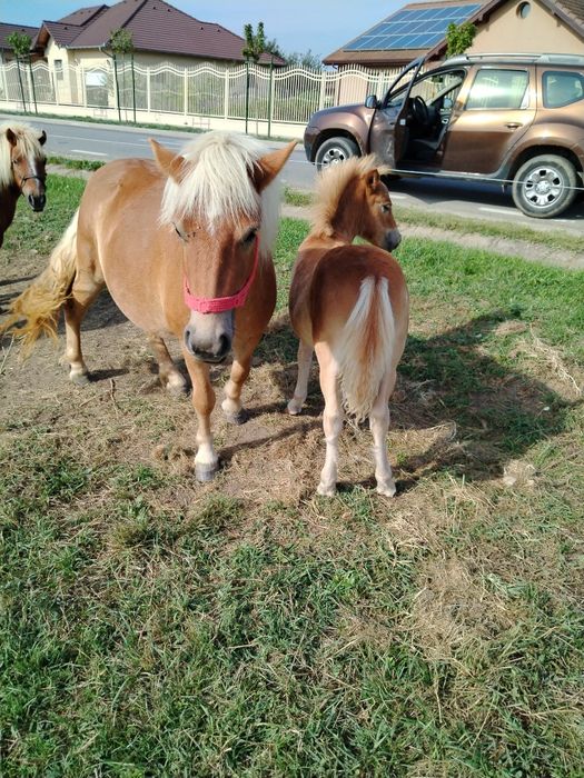 Vând ponei blând și sanatos
