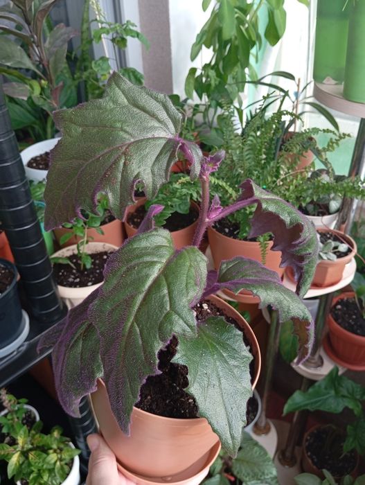 Продам цветы комнатные