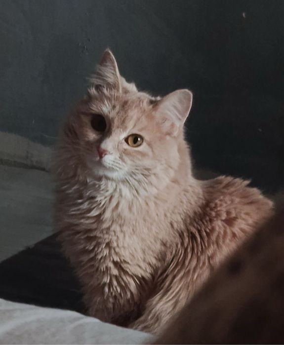 Отдам кошку в добрые руки