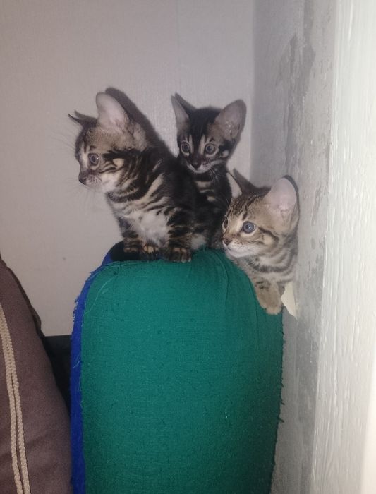 Бенгальские котята