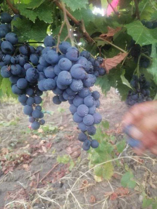 Butași de vită de vie de anul 2 și de anul 3