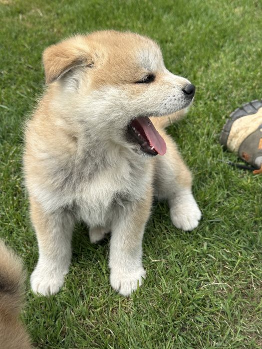 Pui akita inu japonez