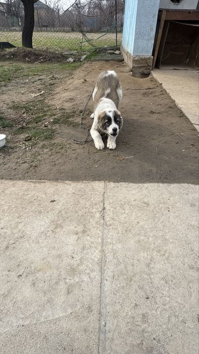 алабай кушик.