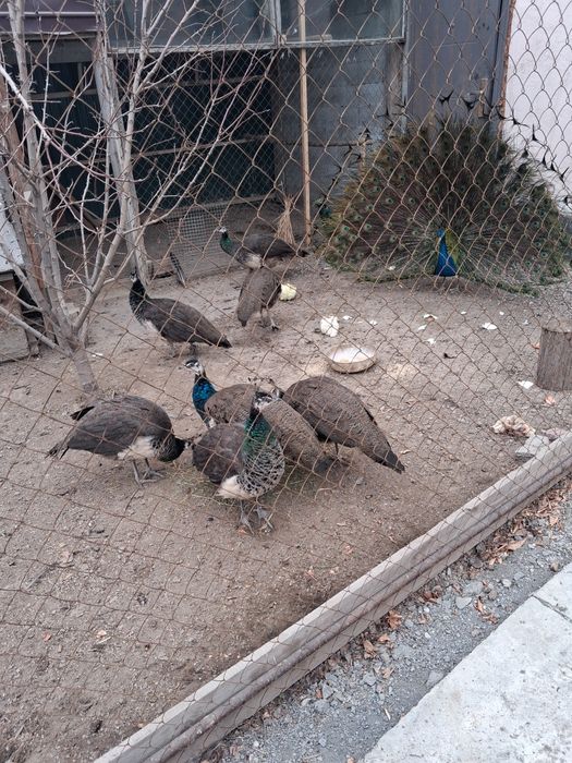 Продам павлинов молодняк