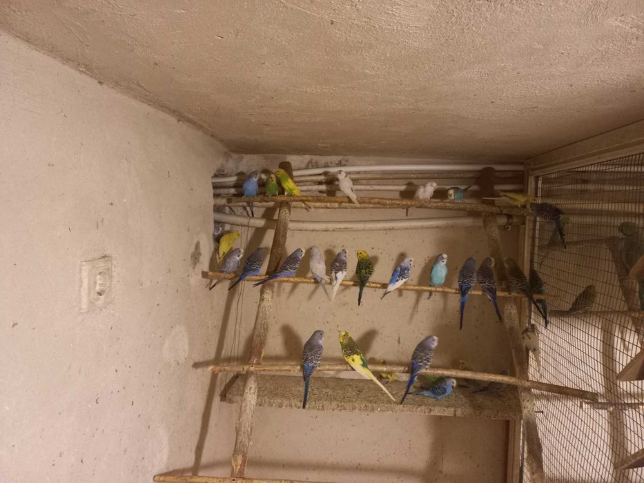 Vand perusi tineret si maturi