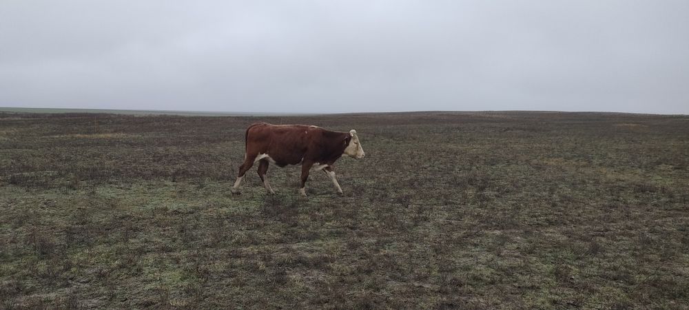 Симментальские коровы