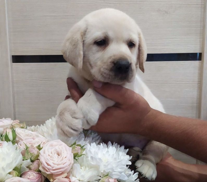 Продажа щенки лабрадора ретривера