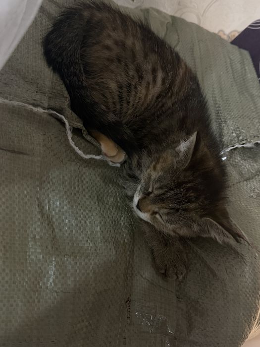 Котенок девочка,красивая,ласковая