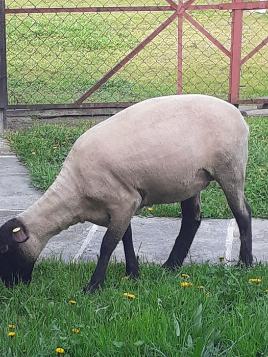 Vând mieluță suffork