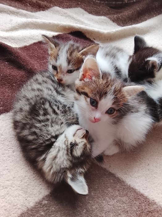 отдам котят в добрые руки