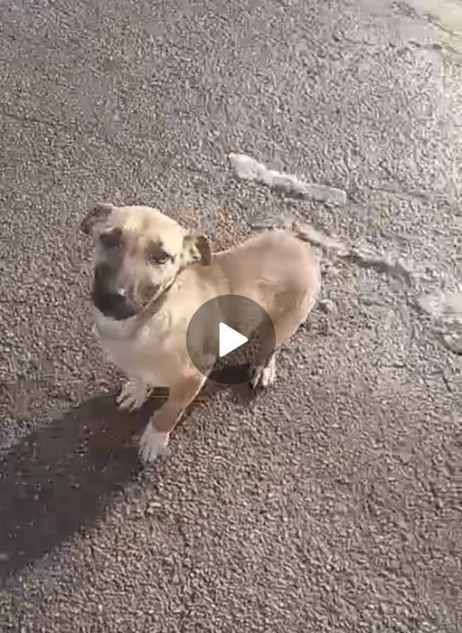 Отдам Хорошего щенка!