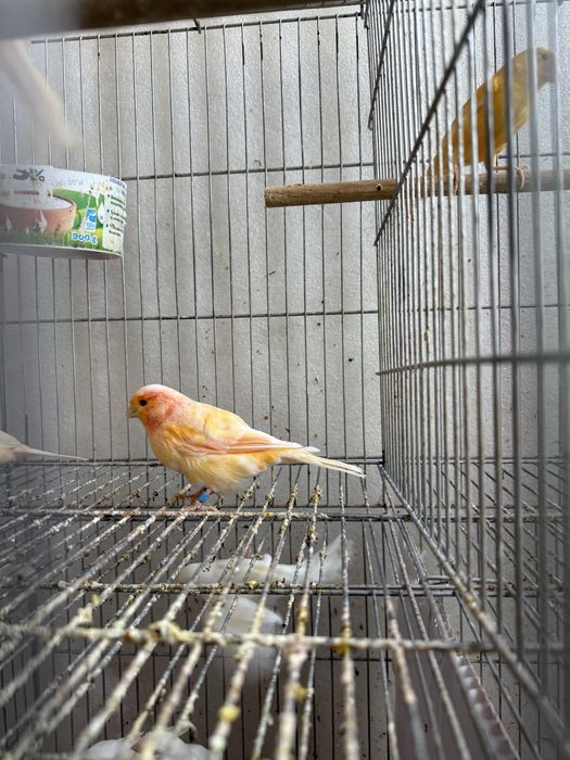 Kanareyka kotta yirik turetskiydan chiqgan mesniy shmel