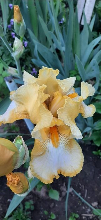 Садовые цветы, многолетки