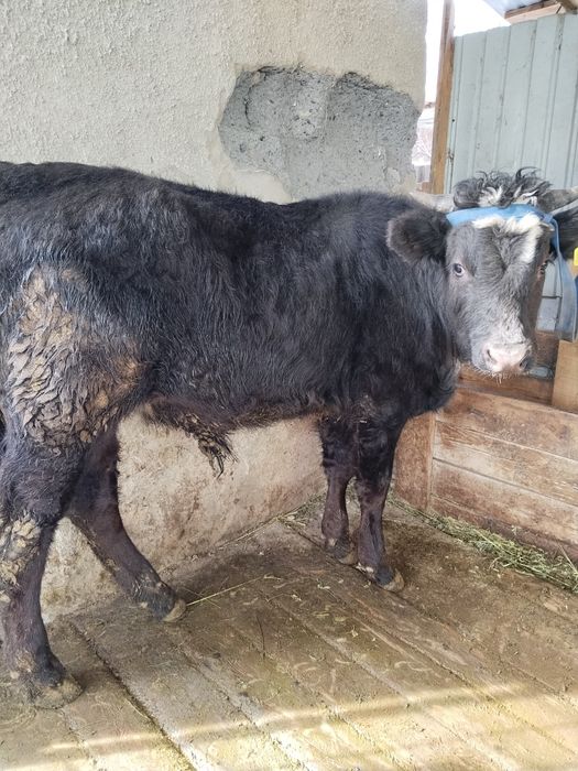 Бычки в хорошем состоянии