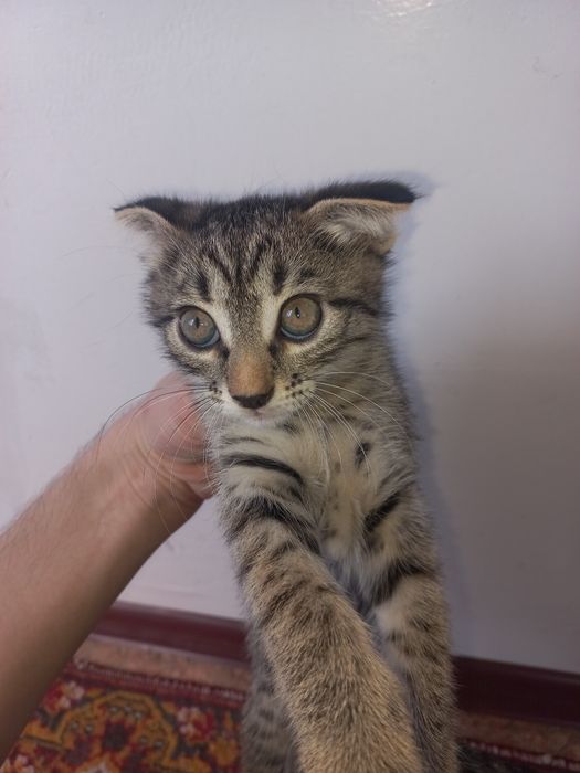 Отдам в добрые руки