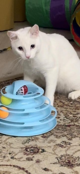 Животные кошки и коты