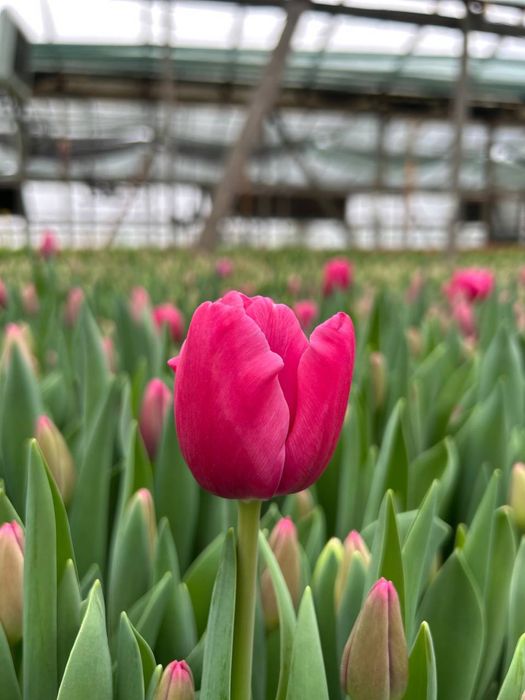 Тюльпаны оптом.