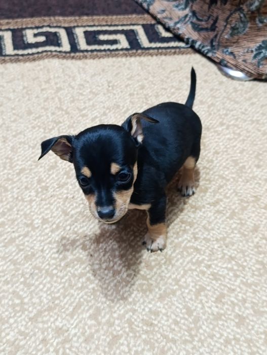 Русский Той терьер