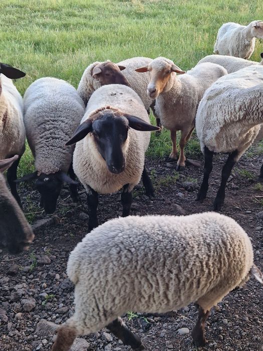 De vânzare miei berbec de sufo