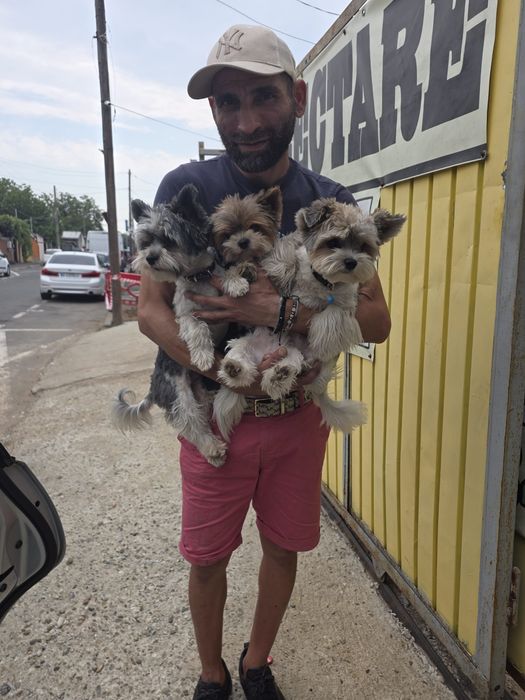 Animale companie