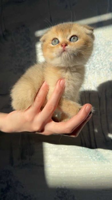 Породистые котята шиншиллы 2 месяца. Ташкент