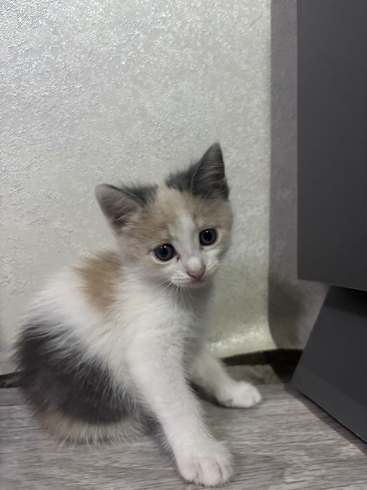 Котята отдам в добрые руки