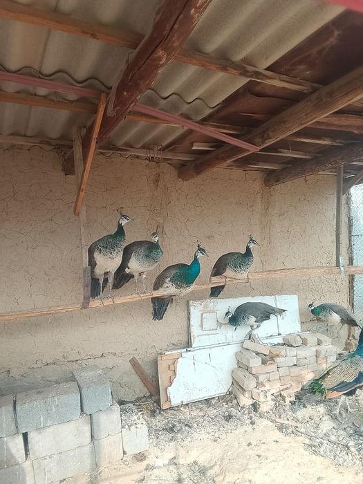 Павлины Самка/Самец