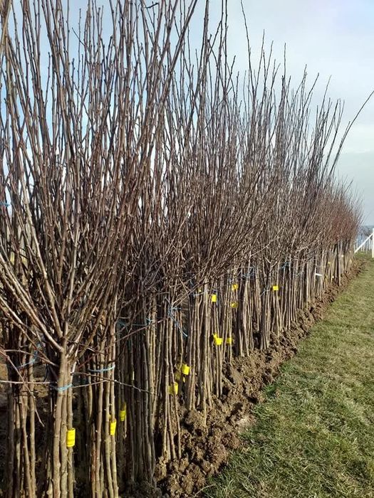 Pomi fructiferi diferite soiuri