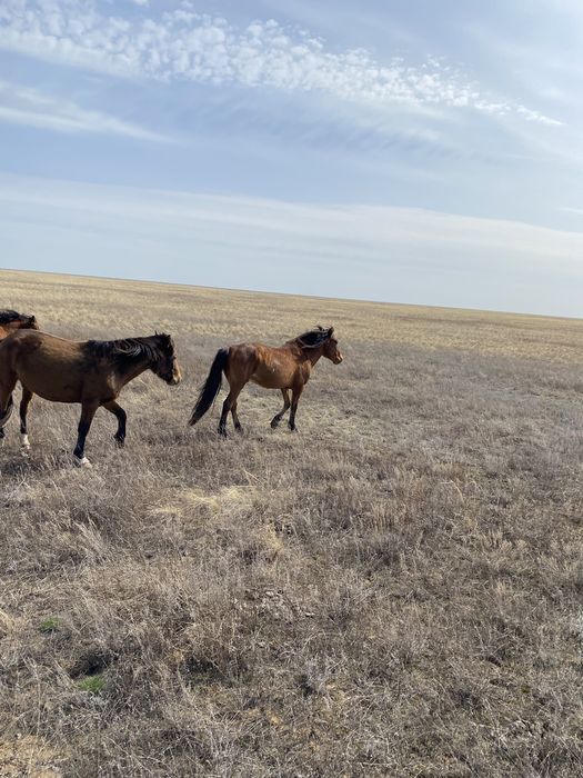 Айғыр сатылады