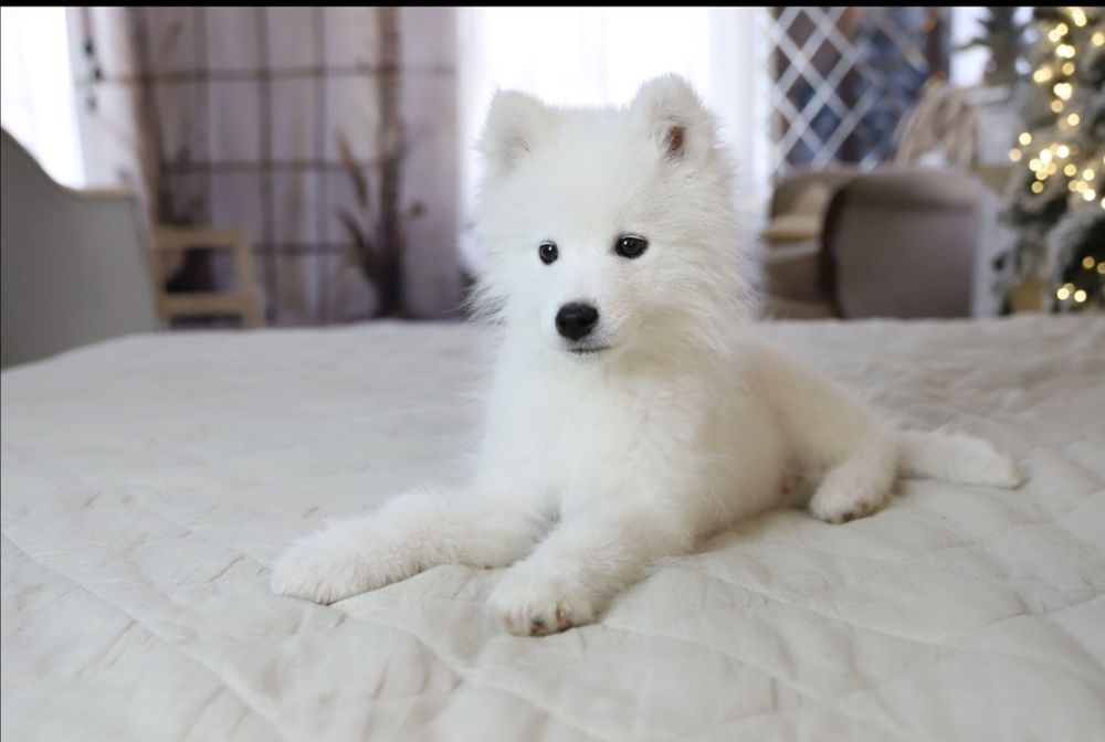 Мальчик самоедская собака