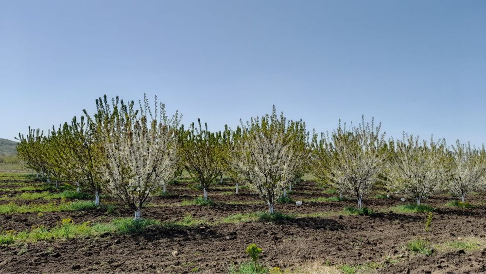 Овощна градина 10дка