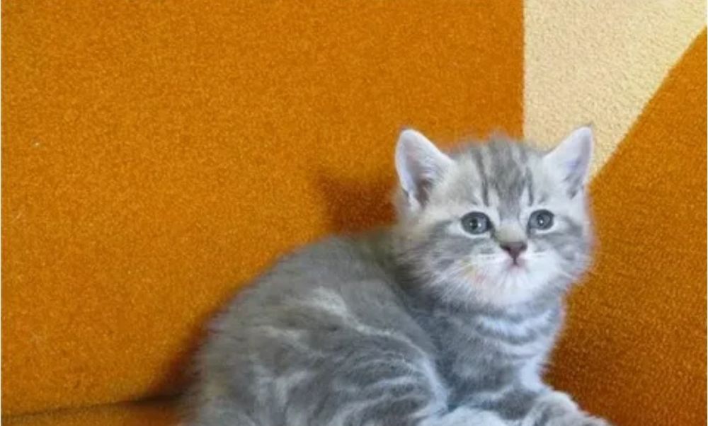 Котята фолд и страйк