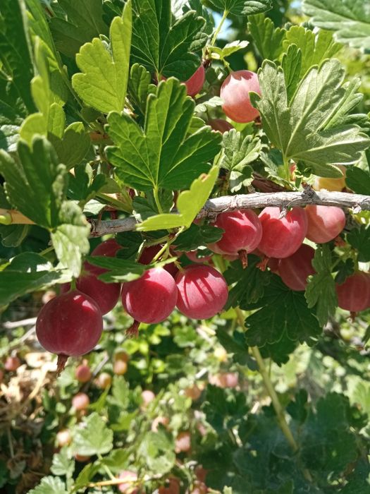 Продам кустики (отводки) крыжовника 2 летки, саженцы черешни, сливы