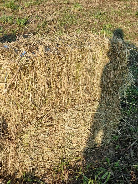 Baloti de lucerna trifoi