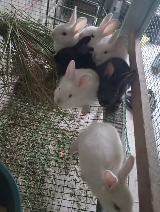 Тез ва арзон куйонлар сотилади