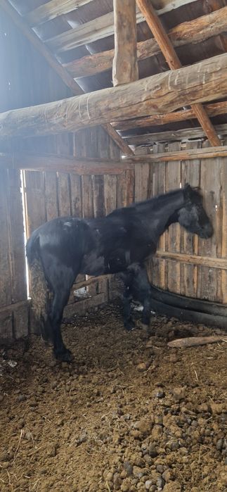 Продам жеребщика 2годовалого