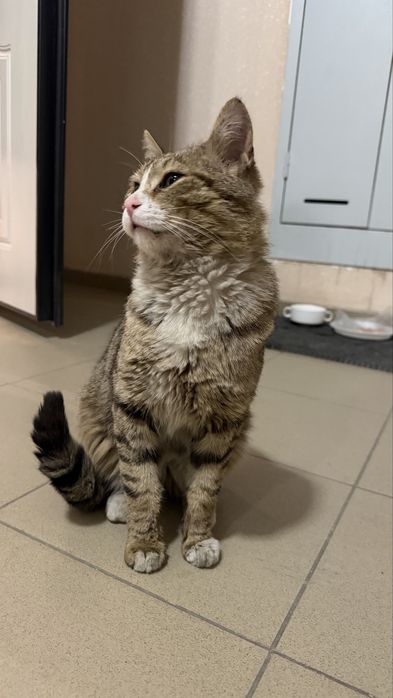 Очень доброму коту ищем дом