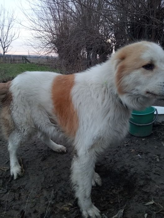 Продается собака