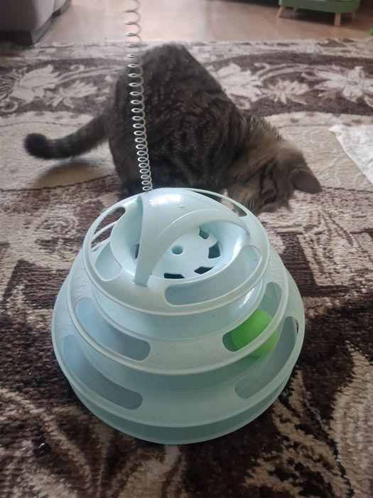 Кошечка Луиза ищет семью