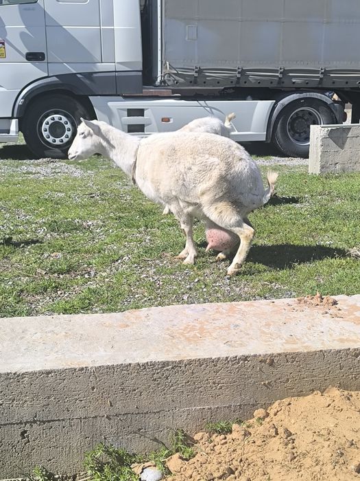 Ешкі коза козлята