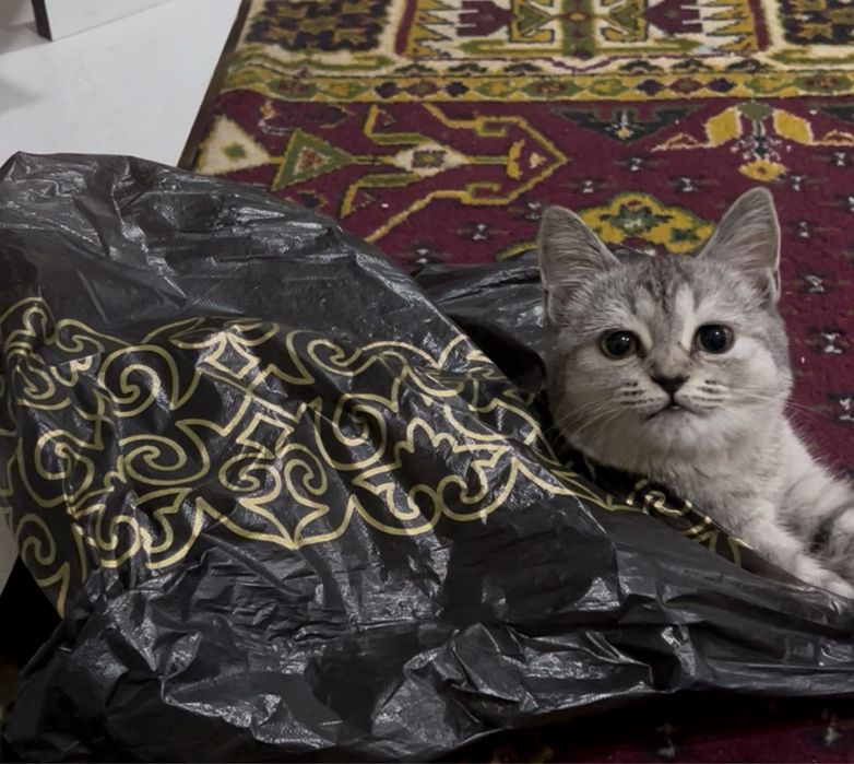 Отдам кошку девочку в добрые руки