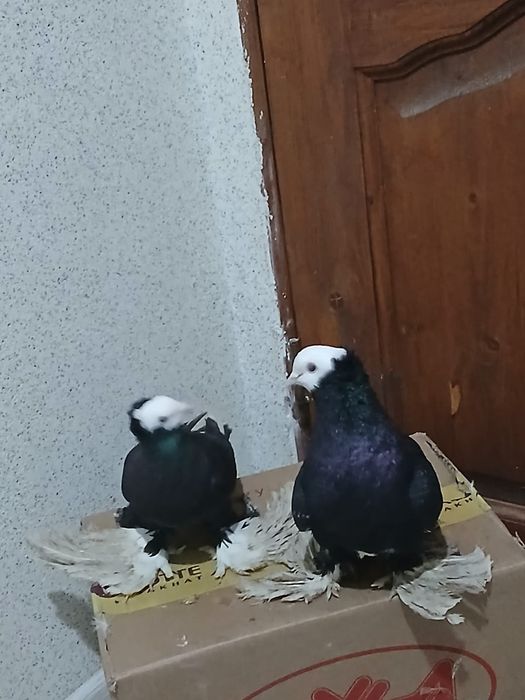 Продам голубей , с боем с летом