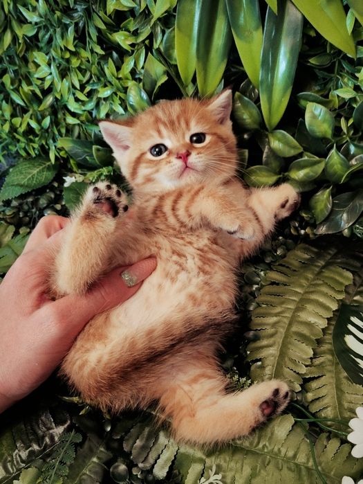 Большой Выбор котят , шиншиллы , британцы голубые  белые , мрамор ..