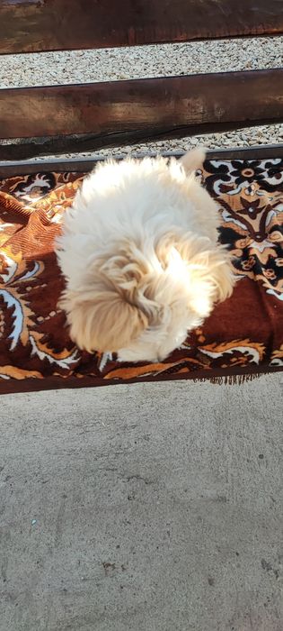 Vând bichon havanez
