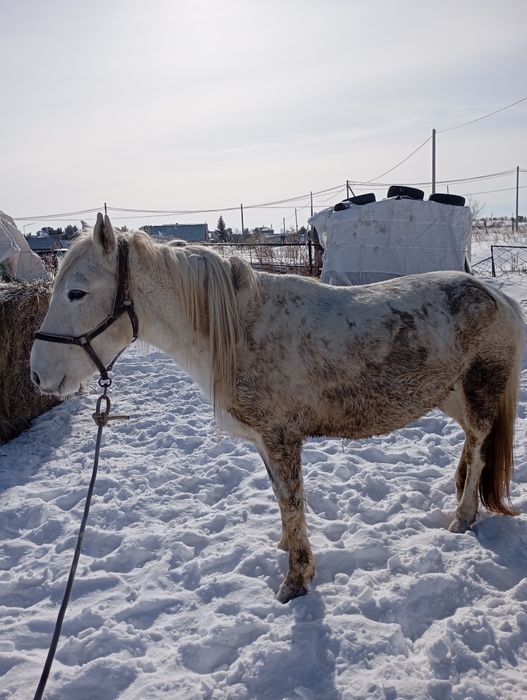 Продам кобылу 6лет