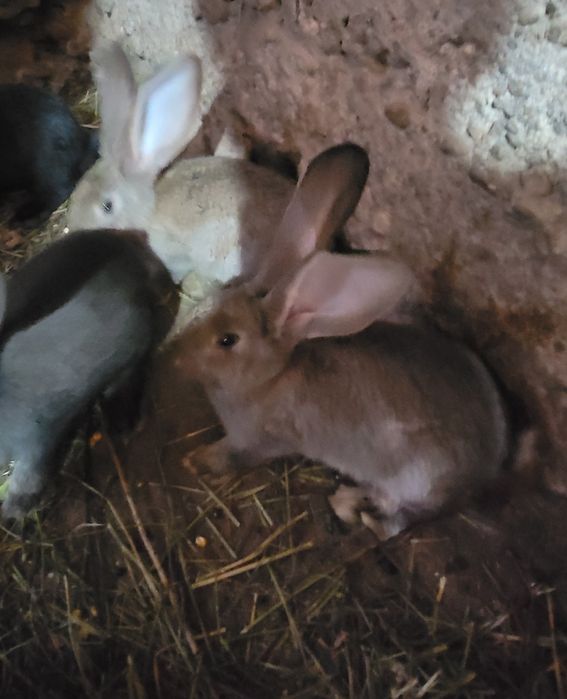 PUI Uriaș German din părinți tatuați