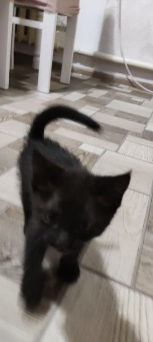 Котята мальчик девочка