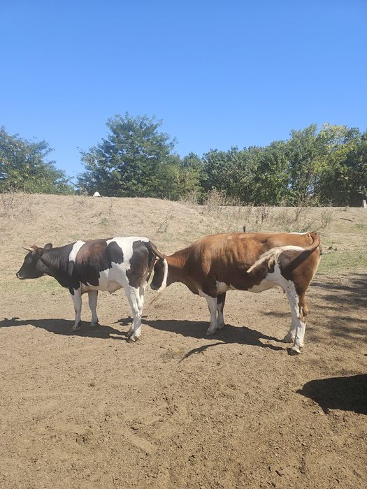 Vaci de vanzare !