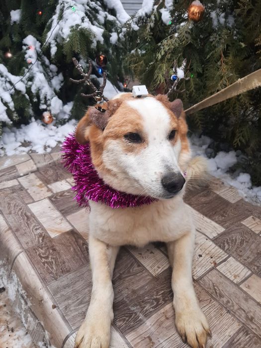 ПорОдиСтыЕ и Дворянины разных возрастов и окрасов